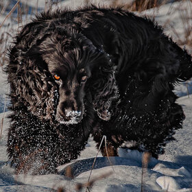 ����. ��������. �����