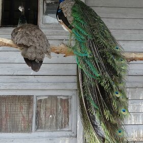 ����. �������. �������