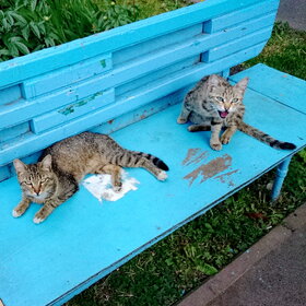 ����� ���� ��������. �������� ��������