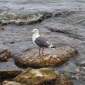 ���� ��������. ������������