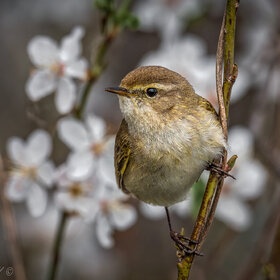 �������� ���������