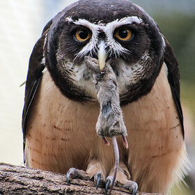 ����. ���� ��������. ������� � ������