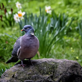 ����. ���� ��������. �� �������