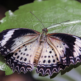 ����. �������. ��������� ��������