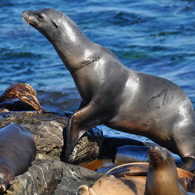     ...  ()   - Zalophus californianus - Seals and California sea Lion