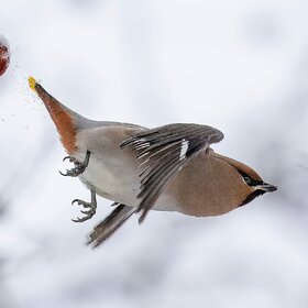 ���� ����������