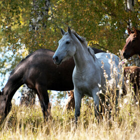 ����� ���� ��������. �������� ��������