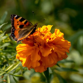 ����. ���� ��������. �������