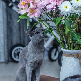 ����. ���� ��������. �������� ��������