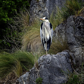 ����� ���� ��������. �� �����