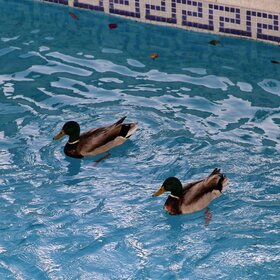 ����. ���� ��������. ����� ����� � ��������, � �� �����.