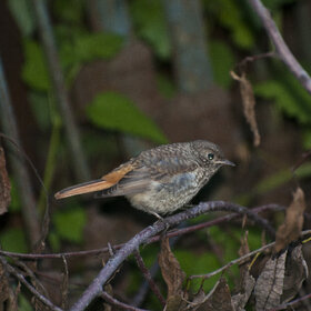 ����. ���� ��������. �����