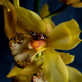 ����� ���� ��������. �������