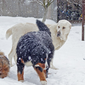 Зимние игры наших собак