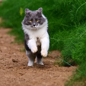 ����. ���� ��������. Gigia