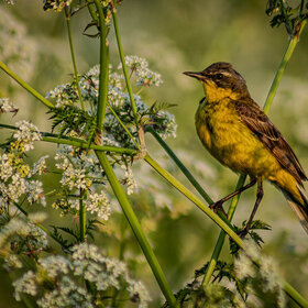 ����. ���� ��������. ���������� ������