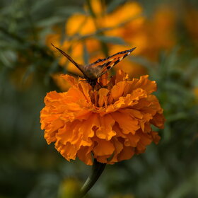 �������