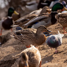 ����. ���� ��������. �����