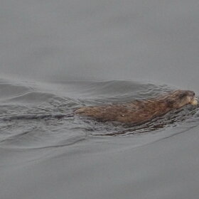 ����. ����� ��������. �������