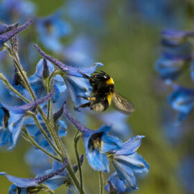 ����. ���� ��������. �������