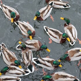 ����. �����. ��������� ��������