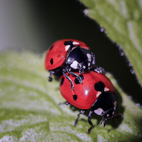 ����. ���������. ****