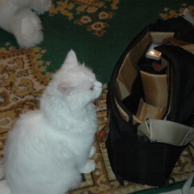 ���� ��������