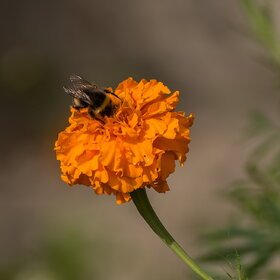 ����. ���� ��������. �������