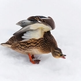 ����. ���� ��������. �,�� �����!