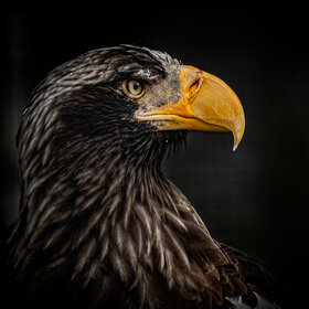 ����. ��������. ����