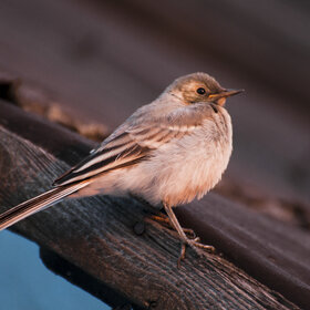 ����. ���� ��������. �����