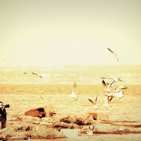 Фотограф и чайки