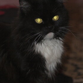 �������� ��������