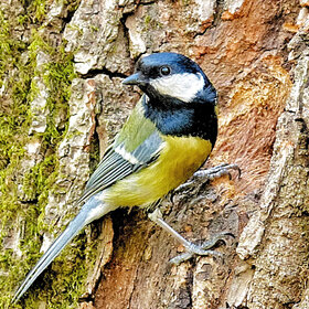 ����. ���� ��������. ��� ���?