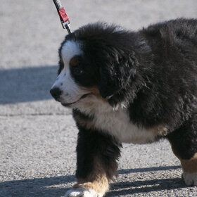 ����. ���� ��������. �������� ��������