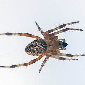 ����. ���� ��������. *****