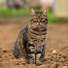 ����� ���� ��������. ��������