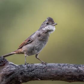 ����. �����. ����������