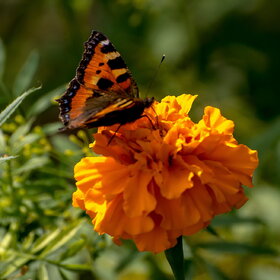 ����. ���� ��������. �������