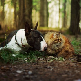 Кошка и собака в лесу