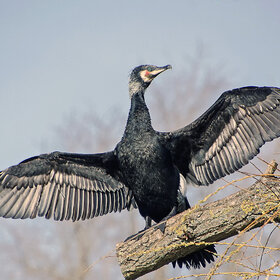 ����. ���������. ������