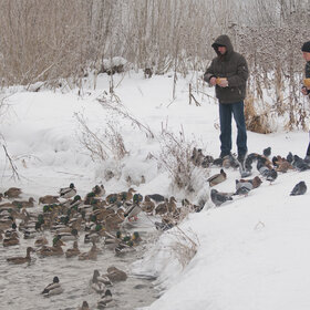 ����. ���� ��������. �����