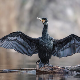 ����. ������. ������� �� �����