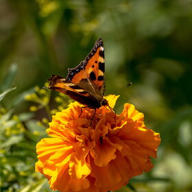 ����. ���� ��������. �������