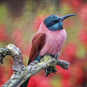 ���� ��������. ��������� �����