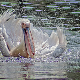 ����. ʸ���. ***