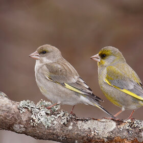 ����. ���������. ������������ ��������� (Carduelis chloris)