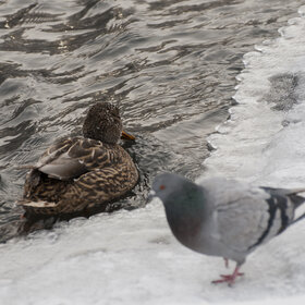 ����. ���� ��������. �����