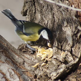 ���� ��������. ������� ������ � ��������� ��������