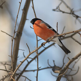 ����. ���� ��������. �������